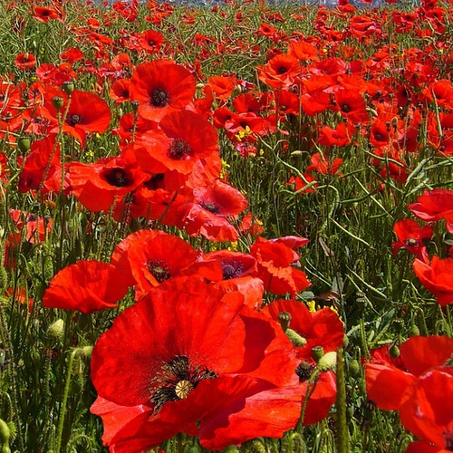 Flanders American Legion - Poppy Seeds 