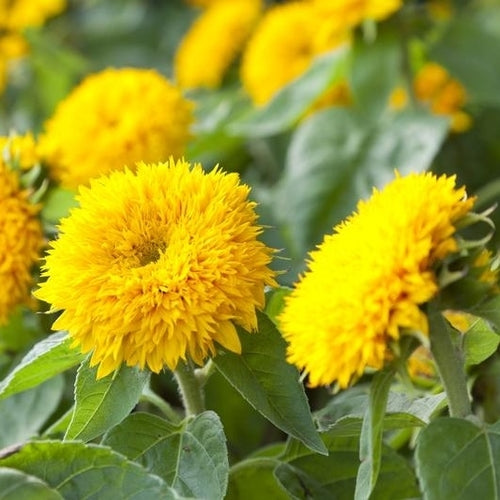 Teddy Bear Sunflower Seeds | Teddy Bear Sunflower | Ecoseedbank