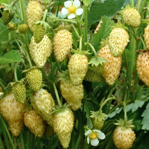 yellow alpine strawberry seeds Yellow Wonder - Strawberry Seeds