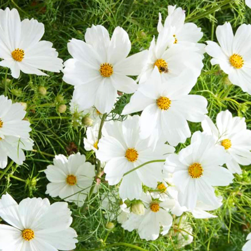 Purity - Cosmos Seeds | Ecoseedbank Canada