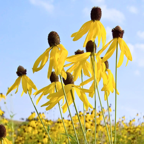 yellow echinacea seeds Yellow Coneflower - Echinacea Seeds