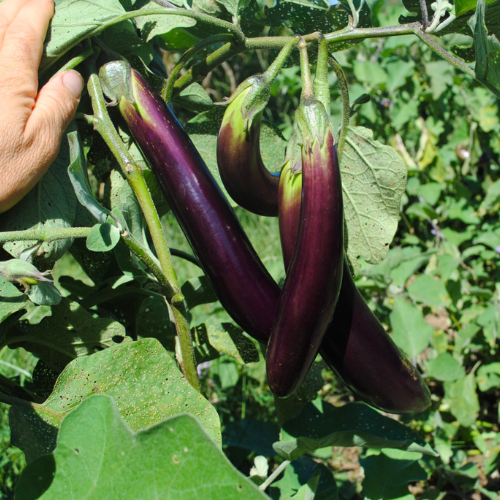 Ping Tung Long - Eggplant Seeds | Ecoseedbank Canada