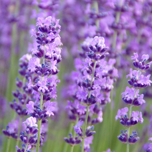 spike lavender seeds Spike - Lavender Seeds