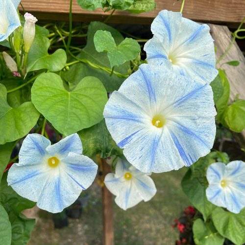 morning glory seeds for sale untreated Blue Star - Morning Glory Seeds