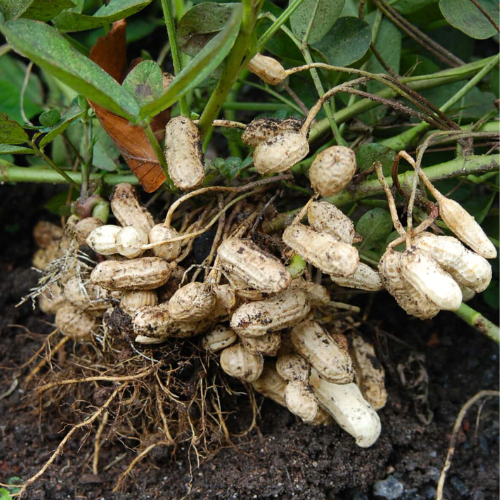 spanish peanut seeds for planting Spanish - Peanut Seeds