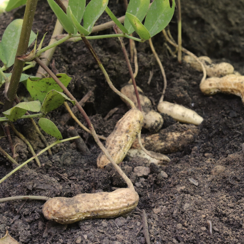 valencia peanut seeds for planting Tennessee Red Valencia - Peanut Seeds