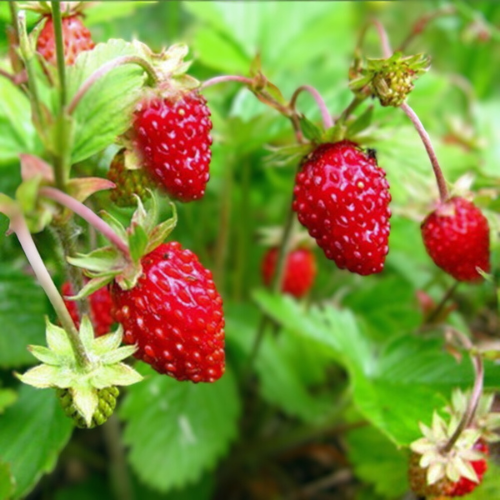 Regina - Strawberry Seeds | Ecoseedbank Canada