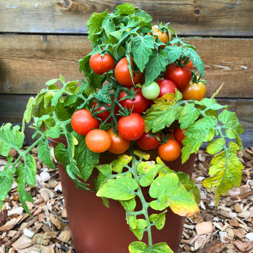 planting tiny tim tomato seeds Tiny Tim - Tomato Seeds