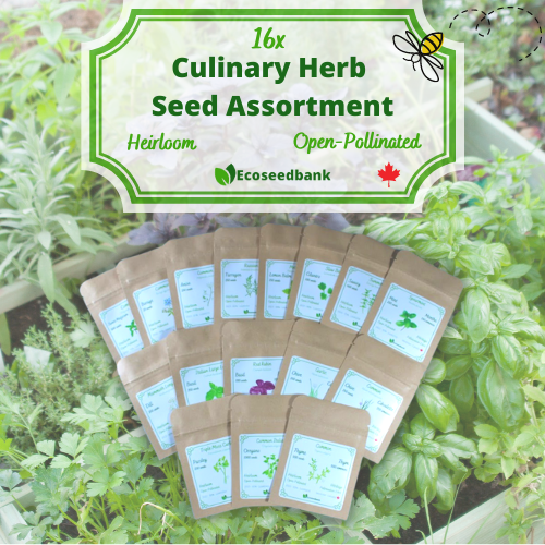 16x Culinary Herb Seed Assortment