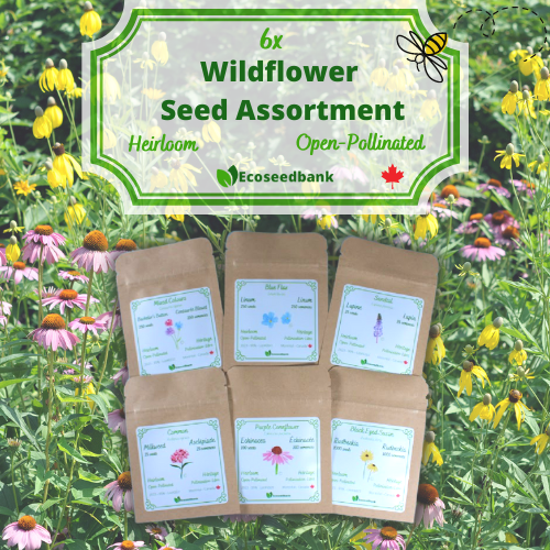 All Perennial Wildflower Seed Mix