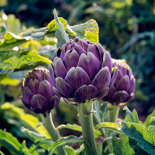 Purple of Romagna Artichoke