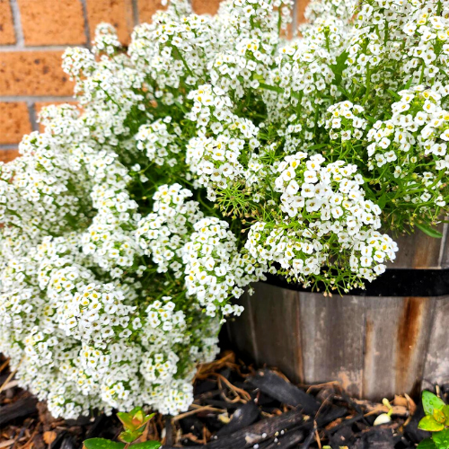 Alyssum white deals