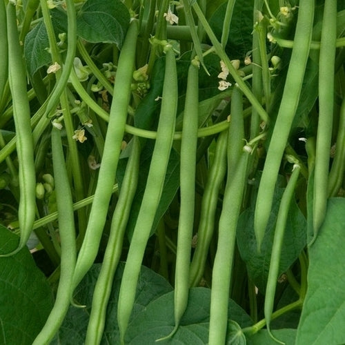 Contender Green Beans | Contender Green Bean Seeds | Ecoseedbank