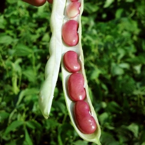 a bean plant produces a seed Dark Red Kidney - Bean Seeds