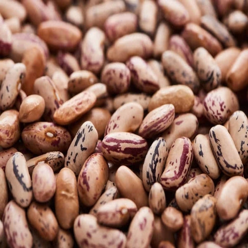 [Premium Quality Ethical & Sustainable Seeds]-Ecoseedbank
