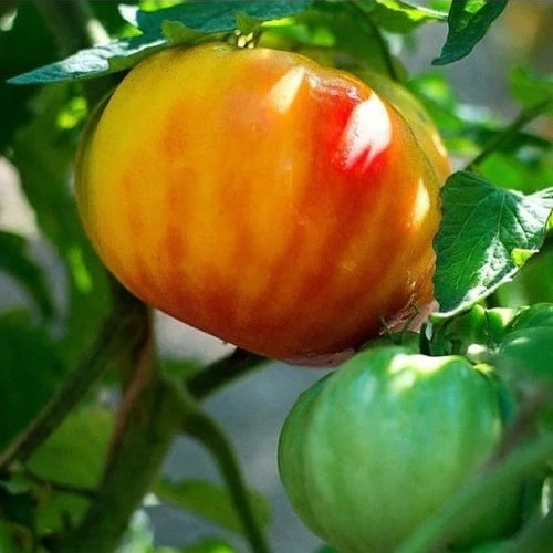 Big Rainbow Tomato Seeds | Rainbow Tomato Seeds | Ecoseedbank