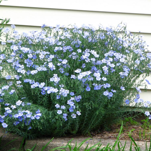 planting blue flax seeds Blue Flax - Linum Perenne Seeds