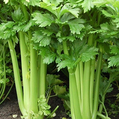 Celery Utah 52-70 - Weston Seed