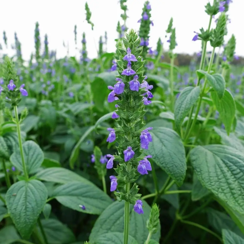 chia seed plant family Common - Chia Seeds