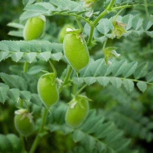 garbanzo bean seeds for planting Garbanzo Chickpea - Bean Seeds