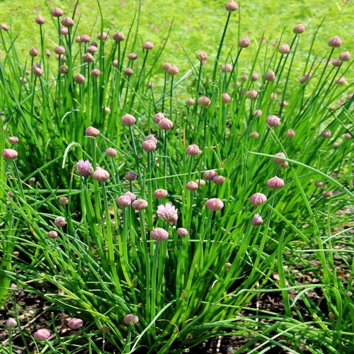 Onion Chives Plant | Onion Chives Seeds | Ecoseedbank
