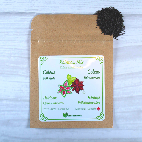 coleus plant seeds online Rainbow Mix - Coleus Seeds