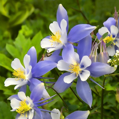 colorado columbine flower seeds Colorado Blue - Columbine Seeds