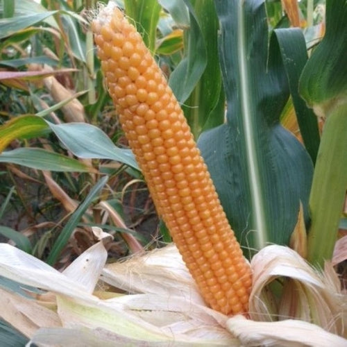 popcorn plant seeds for sale Yellow Popcorn - Corn Seeds