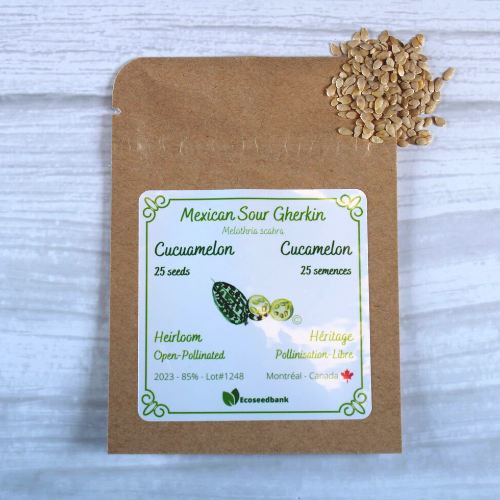 Semences Concombre - Cucamelon - Semences Ancestrales Québec