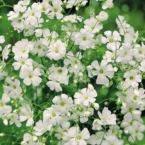 gypsophila covent garden seeds Covent Garden - Gypsophila Seeds