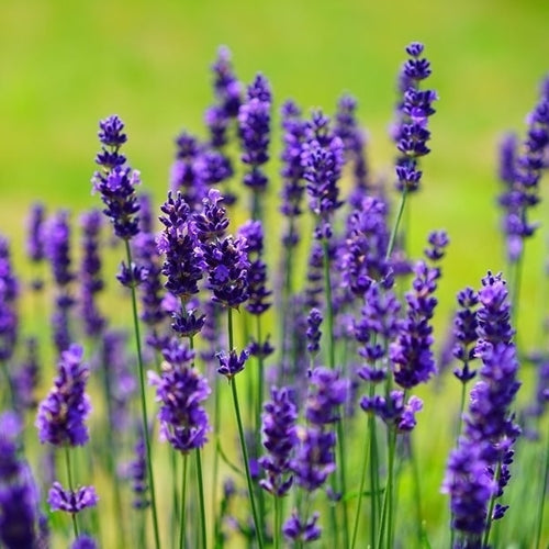 english lavendar seeds Common English - Lavender Seeds