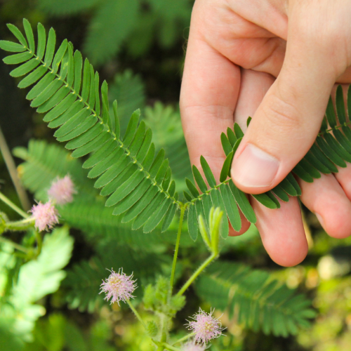 60 Graines De Sensitive - Se Replie Quand On L'effleure - Semences Paysannes Reproductibles - SemiSauvage – Acheter Aux Petits Prix Dans La Boutique - Foto 3