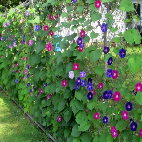 morning glory mix seeds Mixed Colours - Morning Glory Seeds