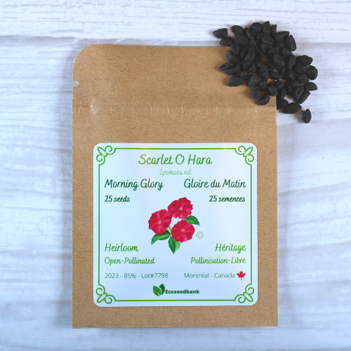 morning glory scarlet o'hara seeds Scarlet O'Hara - Morning Glory Seeds