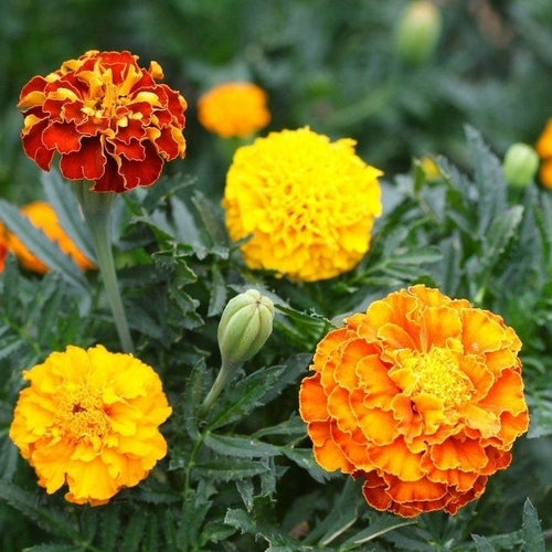 petite marigold seeds Petite Mix - Marigold Seeds