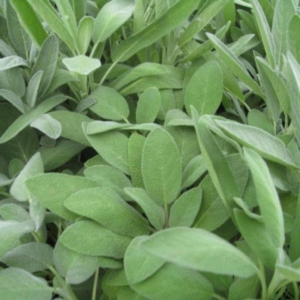 10 Pack Culinary Herb Seed | Garden Seed Kit | Ecoseedbank