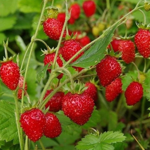 baron von solemacher strawberry seeds Baron Solemacher - Strawberry Seeds