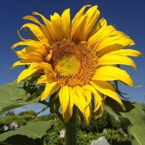Mammoth Sunflower Seeds | Grey Stripe Sunflower Seeds | Ecoseedbank