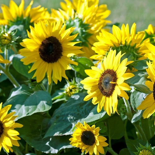 Sunspot - Sunflower Seeds | Ecoseedbank Canada