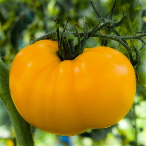 Black Brandywine Tomato Seeds – Heirloom Untreated NON-GMO From