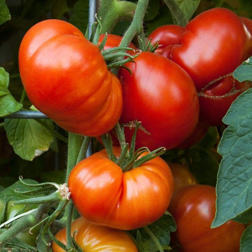 Beefsteak - Tomato Seeds