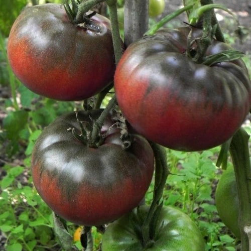 Tomato Black Krim | Tomato Black Krim Seeds | Ecoseedbank