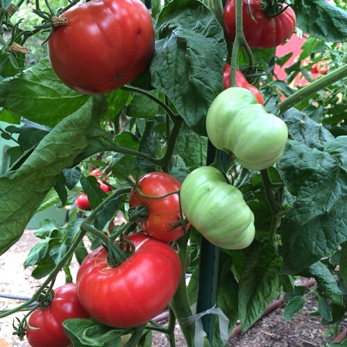 Pink Brandywine Tomato Seeds For Sale At Renaissance Farms