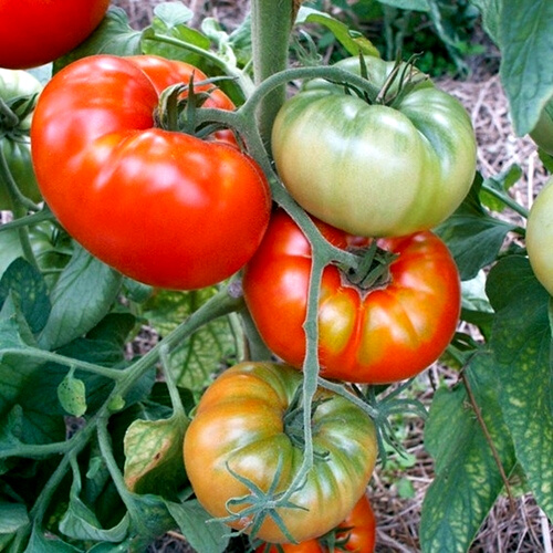 Tomato - Brandywine Red seeds - Heirloom Seeds Canada