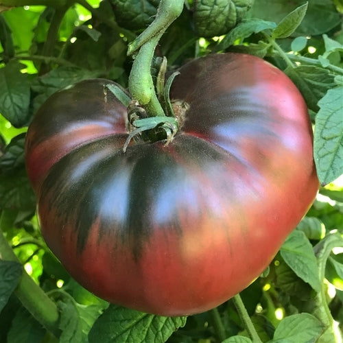 Cherokee Purple Tomato Seeds | Purple Tomato Seeds | Ecoseedbank
