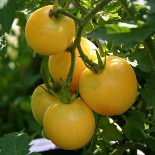 Garden Peach Tomato Seeds | Peach Tomato Seeds | Ecoseedbank