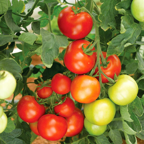 money maker tomato plant height Moneymaker - Tomato Seeds